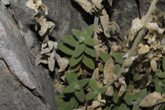 Nepeta nuda lydiae