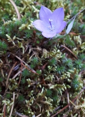 Campanula petiolata