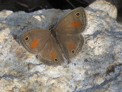Cissia rubricata pseudocleophes
