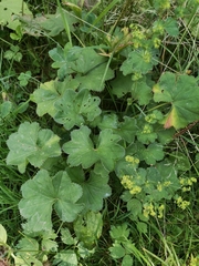 Alchemilla breviloba