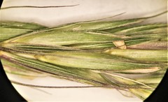 Elymus hirsutus