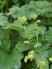 Alchemilla breviloba