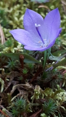 Campanula petiolata