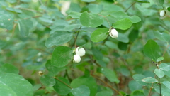 Symphoricarpos albus