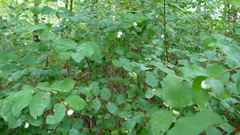 Symphoricarpos albus
