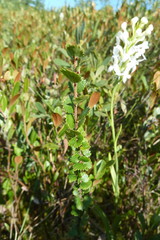 Betula michauxii
