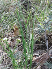 Polianthes zapopanensis