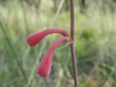 Polianthes zapopanensis