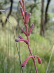 Polianthes zapopanensis