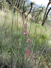 Polianthes zapopanensis