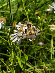 Syngrapha rectangula