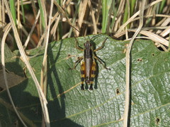 Boopedon flaviventris