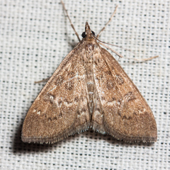 Mecyna mustelinalis