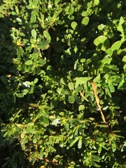 Portulaca oleracea