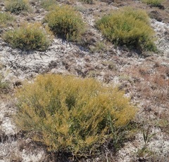 Atriplex verrucifera