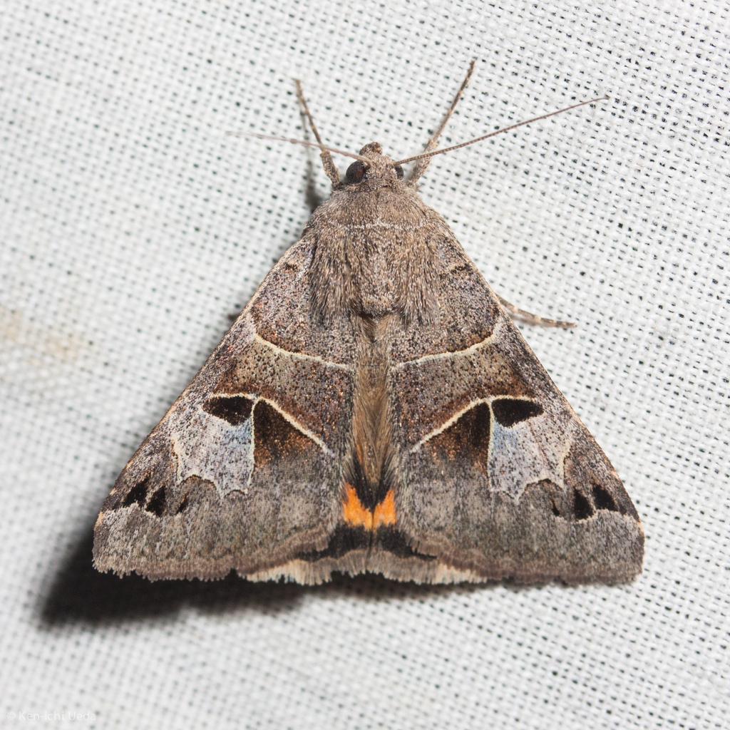 Drasteria edwardsii