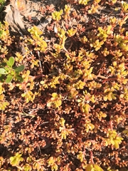 Portulaca oleracea