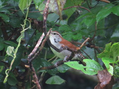 Thryophilus rufalbus