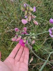 Lathyrus latifolius