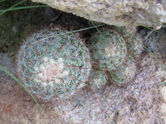 Mammillaria jaliscana jaliscana