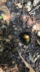 Geotrupes splendidus