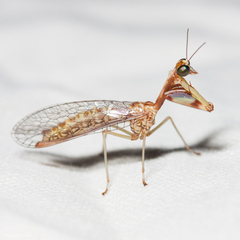 Leptomantispa pulchella