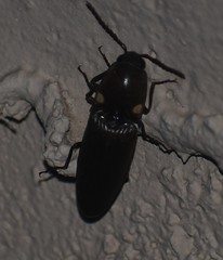 Deilelater physoderus