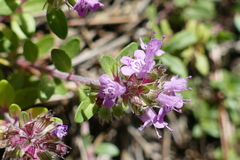 Thymus odoratissimus