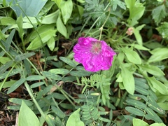 Dianthus gratianopolitanus