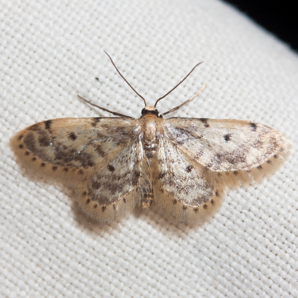 Fortunate Idaea