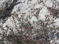 Asperula tephrocarpa