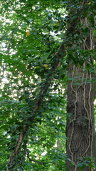 Hedera helix