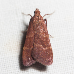 Arta epicoenalis