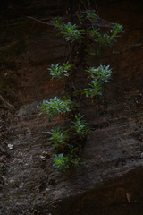 Petrophytum caespitosum