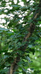 Hedera helix