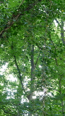 Hedera helix