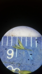 Panicum dichotomiflorum puritanorum