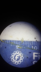 Panicum dichotomiflorum puritanorum