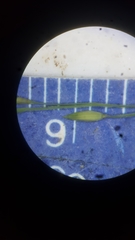 Panicum dichotomiflorum puritanorum