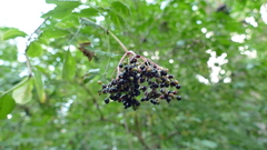 Sambucus nigra