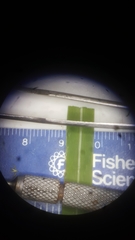 Panicum dichotomiflorum puritanorum