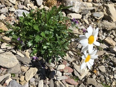 Leucanthemum halleri