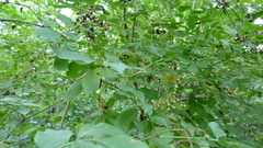 Sambucus nigra
