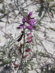 Polygala cretacea