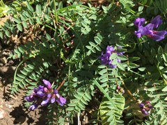 Oxytropis montana
