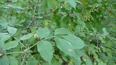 Sambucus nigra