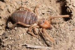 Eremobatidae