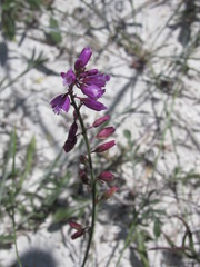 Polygala cretacea