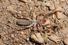 Eremobatidae