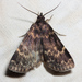 Glossy Black Idia Moth - Photo (c) Ken-ichi Ueda, some rights reserved (CC BY)